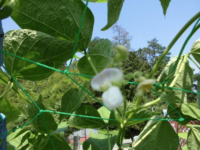 ★。★パンダ豆の花はやっぱり豆の花？？？・・・美蔵