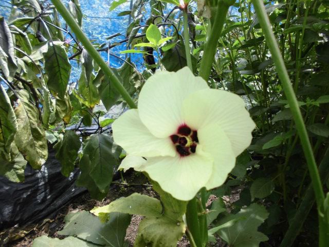 ★。★今日は、オクラの花が綺麗です！！・・・美蔵
