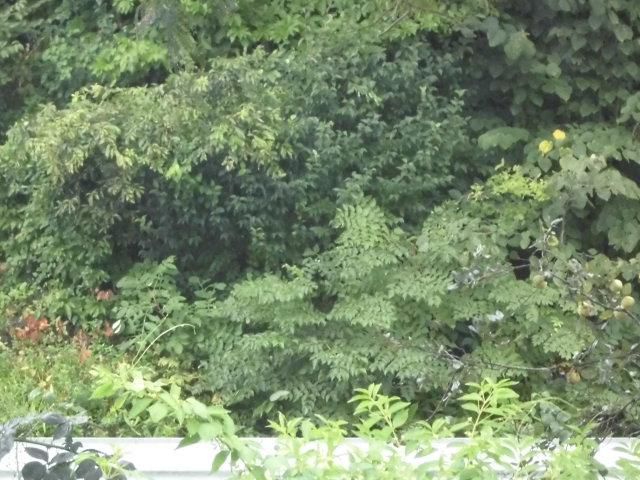 ★。★朝から雨が・・・美蔵