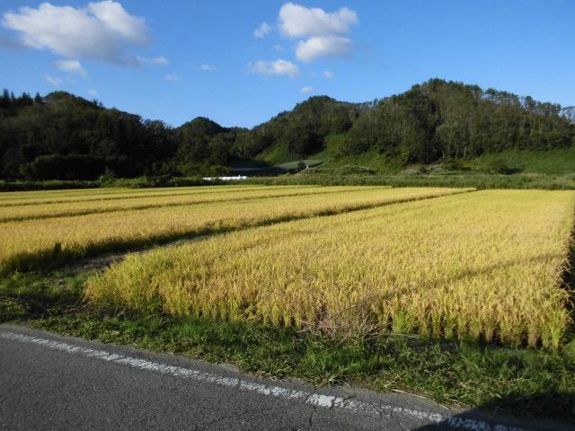 ★。★やっと！！美蔵の田んぼも稲刈りです・・・美蔵