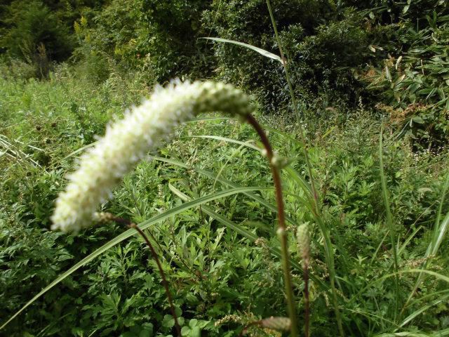 ★。★可愛い野の花見つけました・・・美蔵