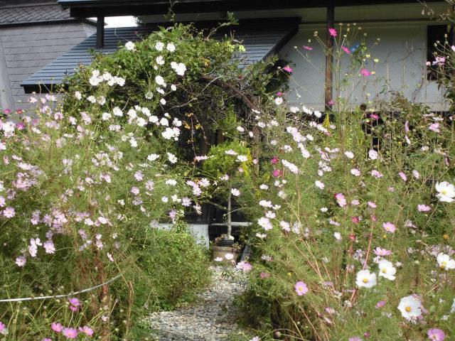 ★。★そろそろ、コスモスの花が終わりそうです・・・美蔵