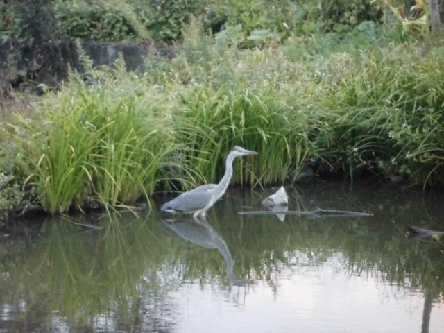 ★。★朝、見つける「鳥」・・・美蔵