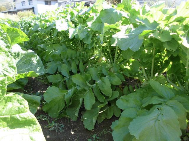 ★。★今、野菜が高いので・・・美蔵