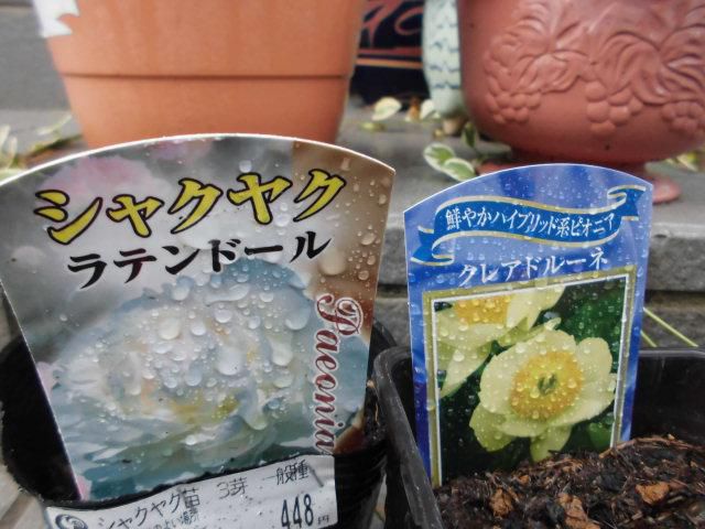 ★。★庭に新しい花を・・・美蔵