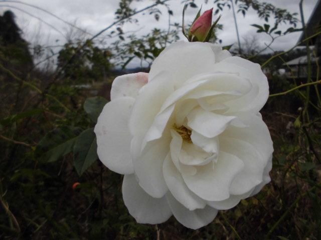 ★。★今年最後の花を咲かせております・・・美蔵
