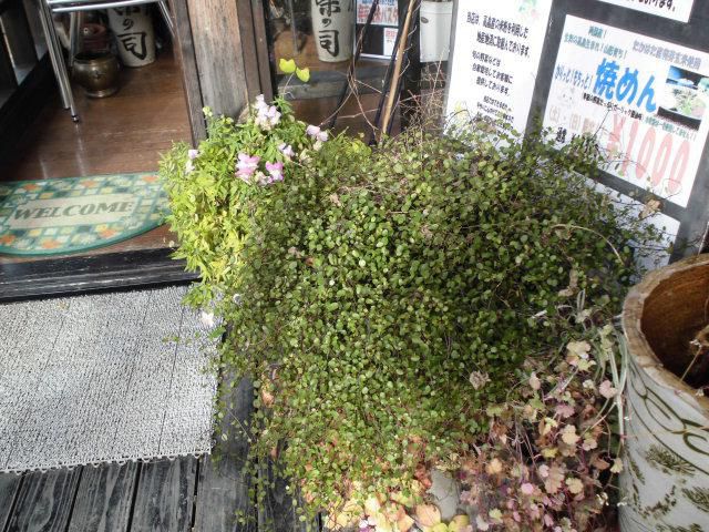 ★。★寒くても元気なグリーンが・・・美蔵