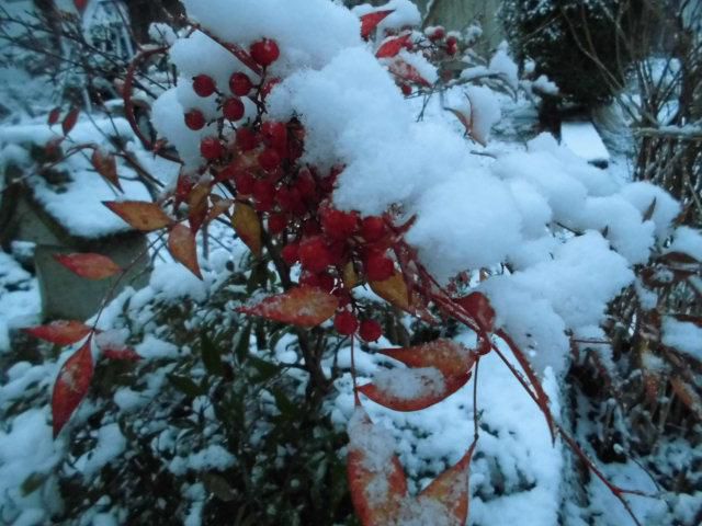 ★。★今日は、おもたい雪が降ってます・・・美蔵