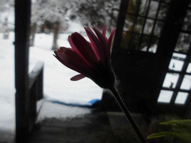 ★。★店内の花達・・・美蔵