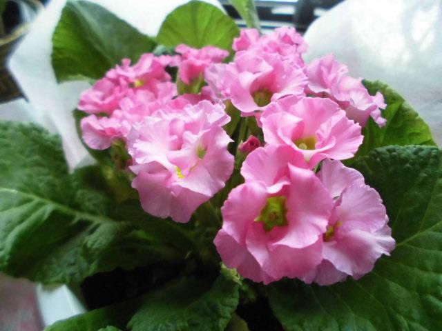 ★。★素敵なお花を頂きました・・・美蔵