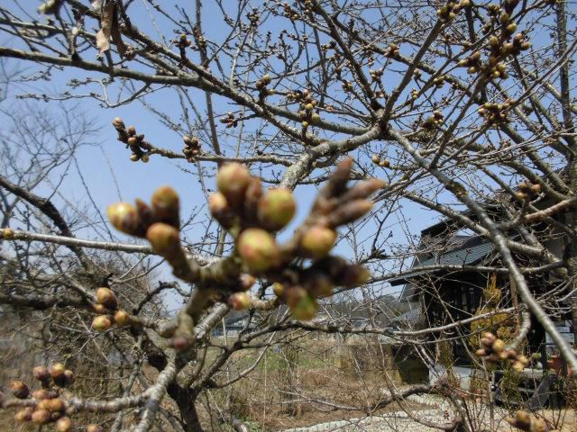 ★。★今日の桜は・・・美蔵