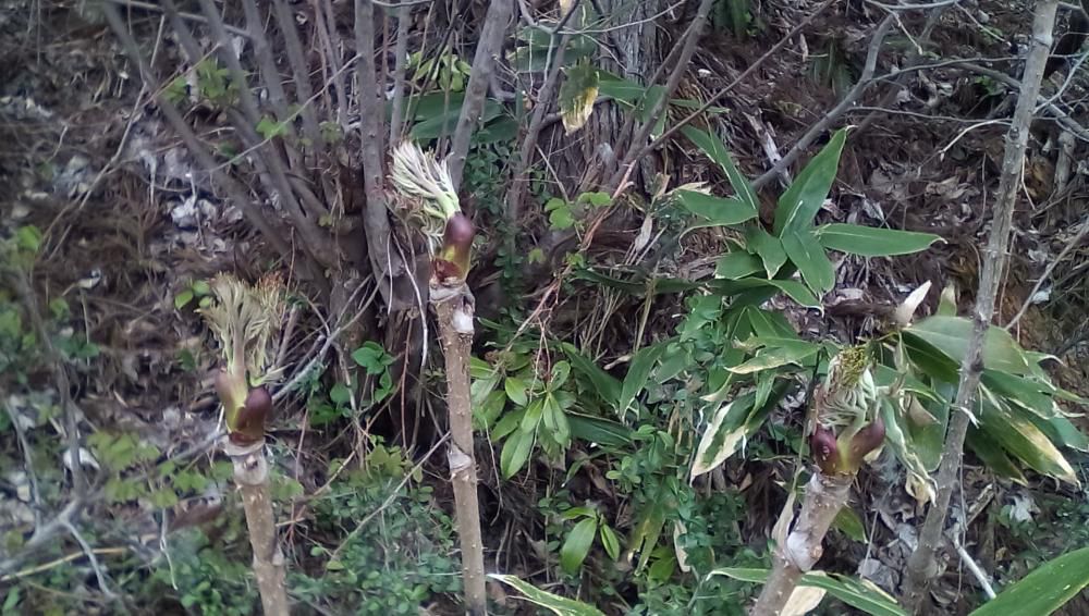 ★。★たらの芽がいい感じに…美蔵