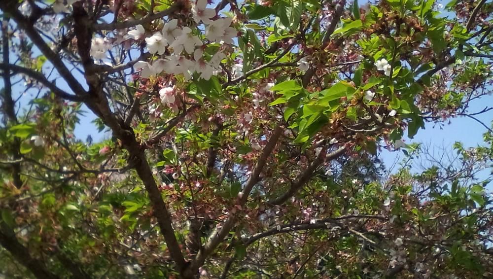 ★。★さくらは、もう　最後になりました…美蔵