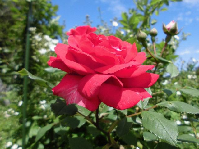 ★。★真っ赤な「薔薇」が咲きました・・・美蔵