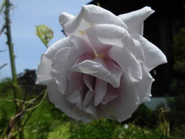 ★。★喫茶コーナーよりお知らせ・・・美蔵
