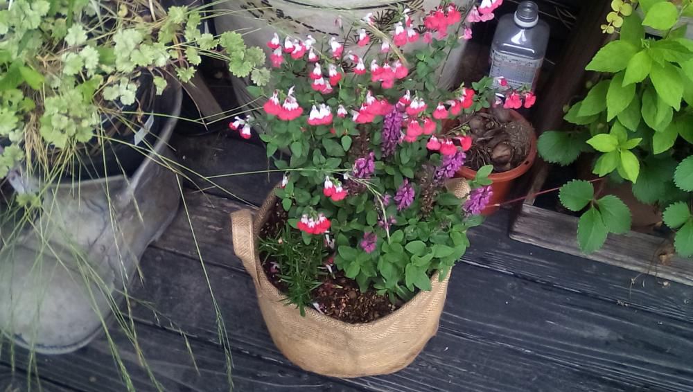 ★。★寄せ植え教室の締め切りがきょうですよ~…美蔵