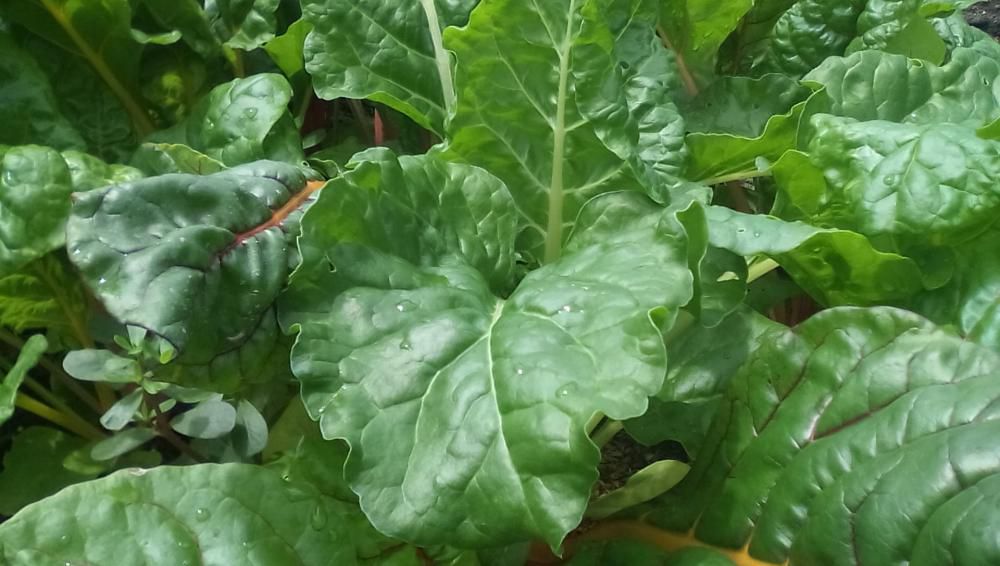 ★。★今日から季節野菜が「スイスチャード」です…美蔵