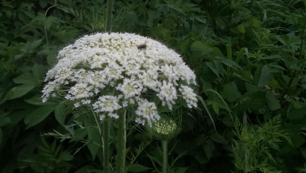 ★。★おや？なんの花かな…美蔵