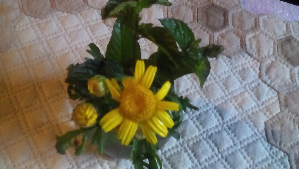 ★。★今日のテーブルの花は…美蔵