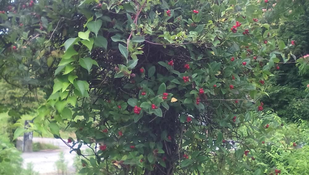 ★。★アーチに真っ赤な実？…美蔵