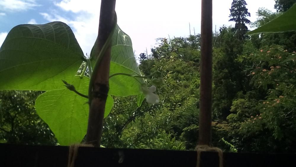 ★。★グリーンカーテンに花が咲きました…美蔵
