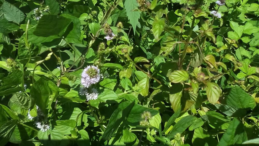 ★。★ミントの花が咲きはじめました…美蔵
