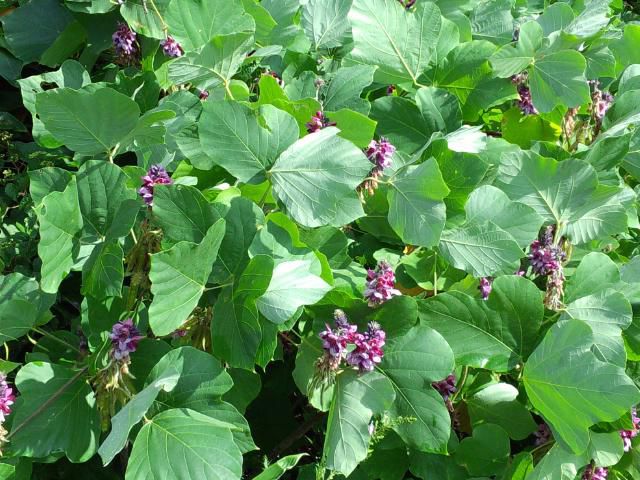 ★。★これは？くずの花…美蔵