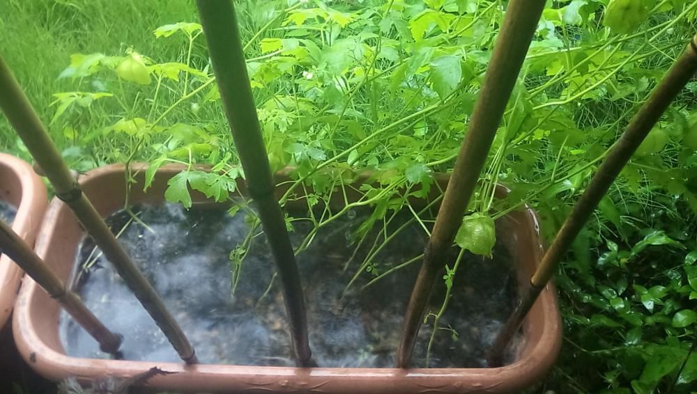 ★。★すごい雨でした…美蔵