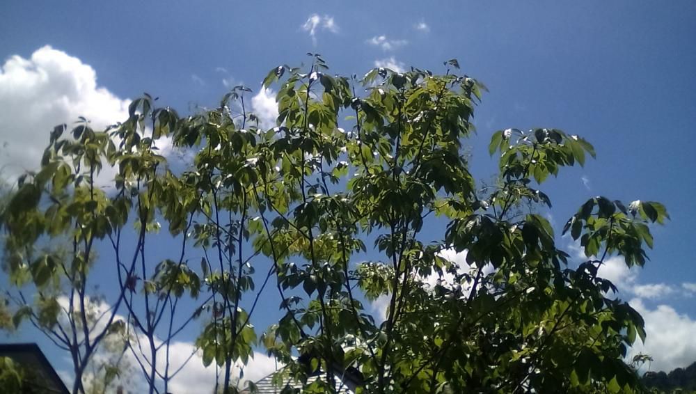 ★。★真っ青な空？…美蔵