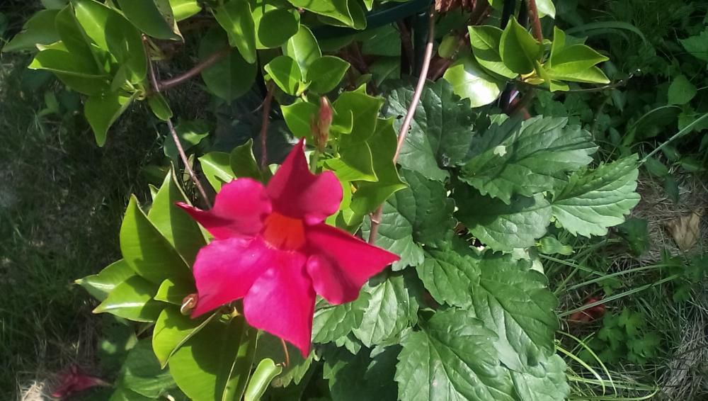 ★。★今日と明日は、お休みいたします。…美蔵