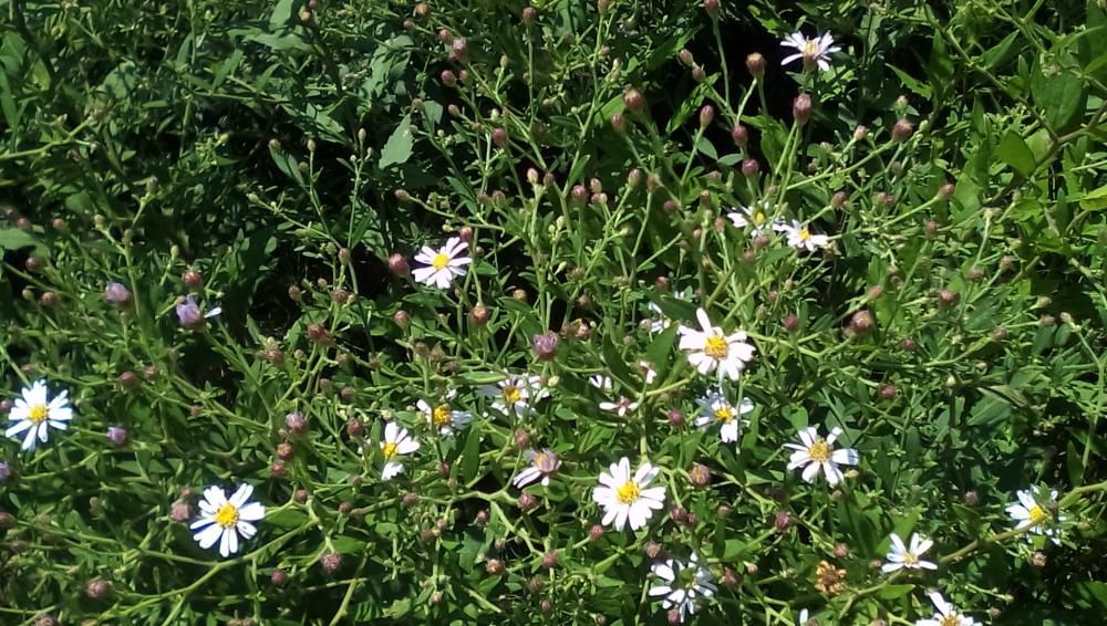 ★。★秋の草花が咲いてきましたね…美蔵