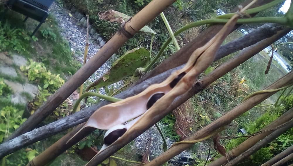 ★。★今年のパンダ豆です…美蔵