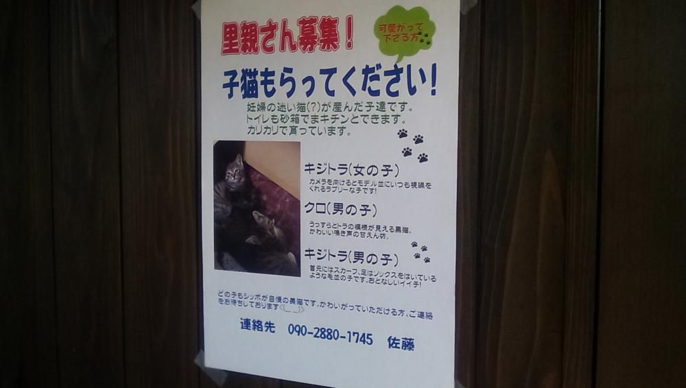 ★。★可愛子猫ちゃんもらっていただけませんか？…美蔵