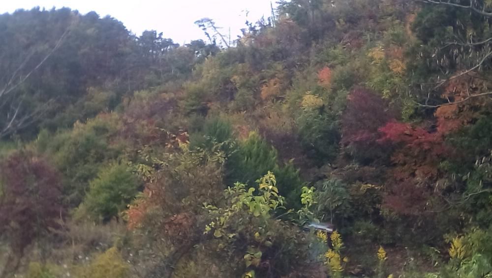 ★。★美蔵の近辺は、紅葉が綺麗です…美蔵