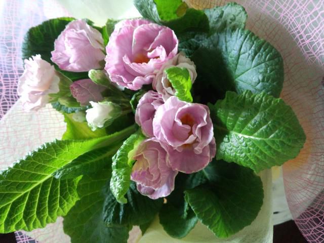 ★。★お花頂きました・・・美蔵