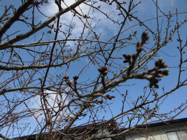 ★。★4月のお知らせ・・・美蔵