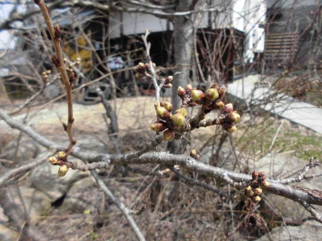 ★。★もぅ～スピードで桜の芽が膨らんでおります・・・美蔵