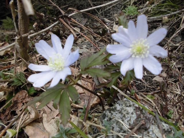 ★。★かわいい花見つけました・・・美蔵