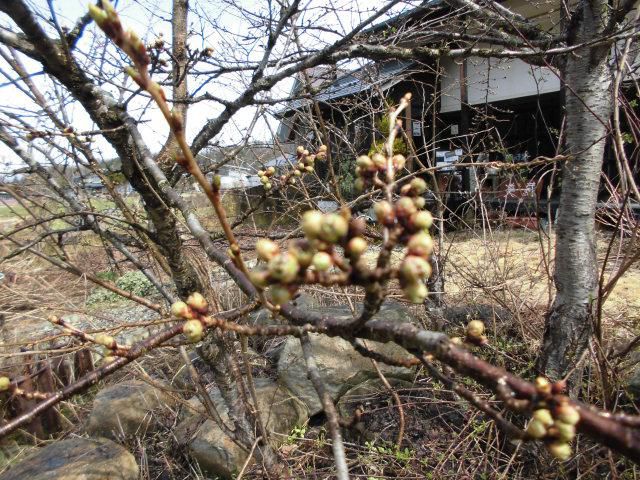 ★。★さっき　雪降ってました・・・美蔵