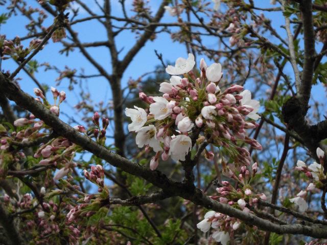 ★。★ぽちぽち咲いてきてます・・・美蔵