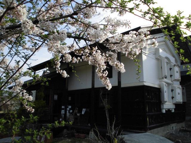 ★。★あっとゆうまに８分咲きになりました・・・美蔵