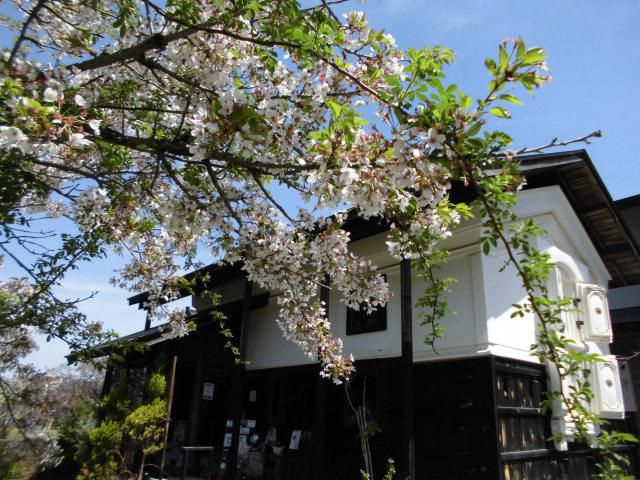 ★。★葉桜ですが、まだ桜がみれます・・・美蔵