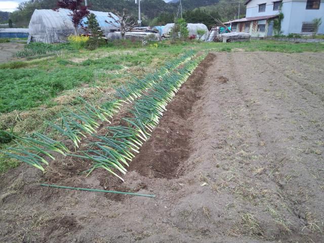 ★。★「ねぎ」植え完了しました・・・美蔵