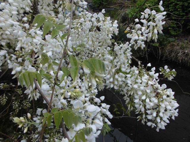★。★白い藤の花？は食べれるの？・・・美蔵