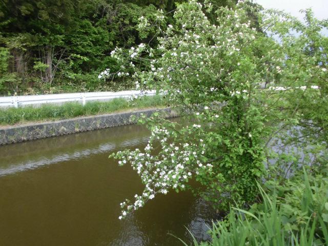 ★。★かりんの花が咲いてきました・・・美蔵