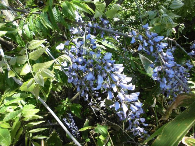 ★。★「藤の花」の天ぷら・・・美蔵