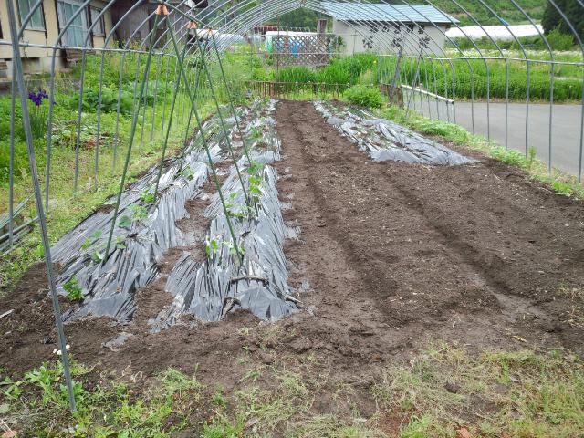 ★。★やっと！！野菜苗植えました・・・美蔵