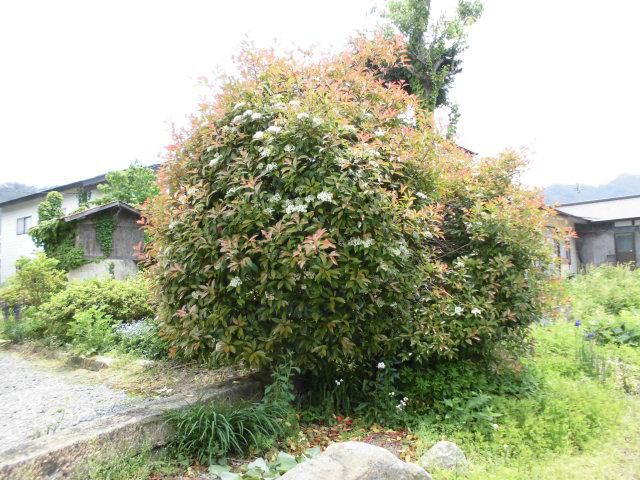 ★。★可愛い白い花・・・美蔵