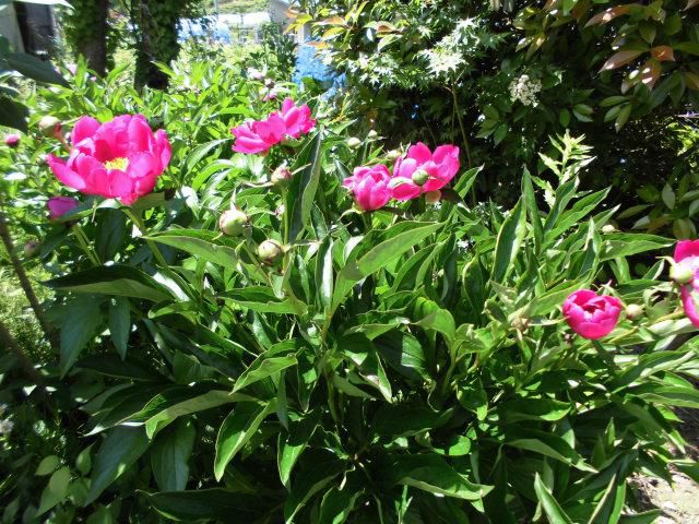 ★。★「芍薬」がいい感じに咲いてます・・・美蔵
