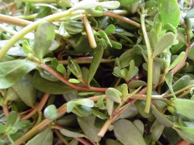 ★。★また、今日も「干し物」作り・・・美蔵